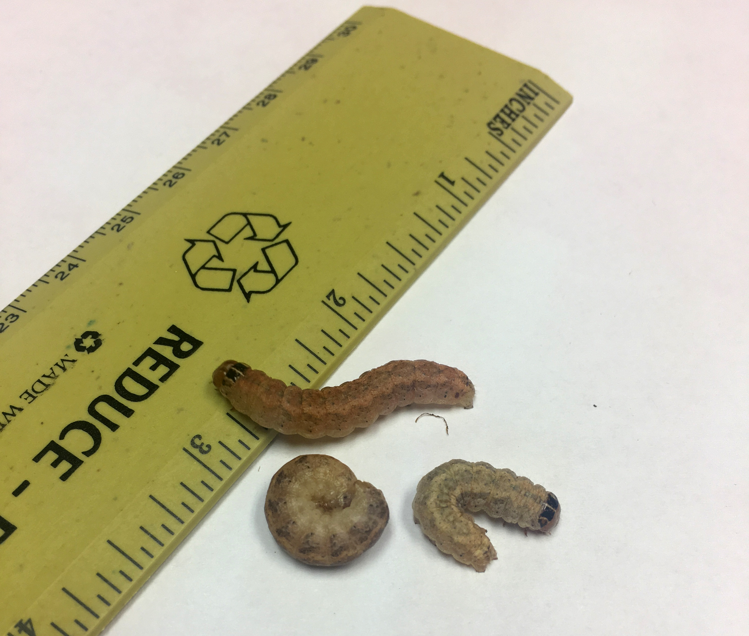 WBC larvae for ID